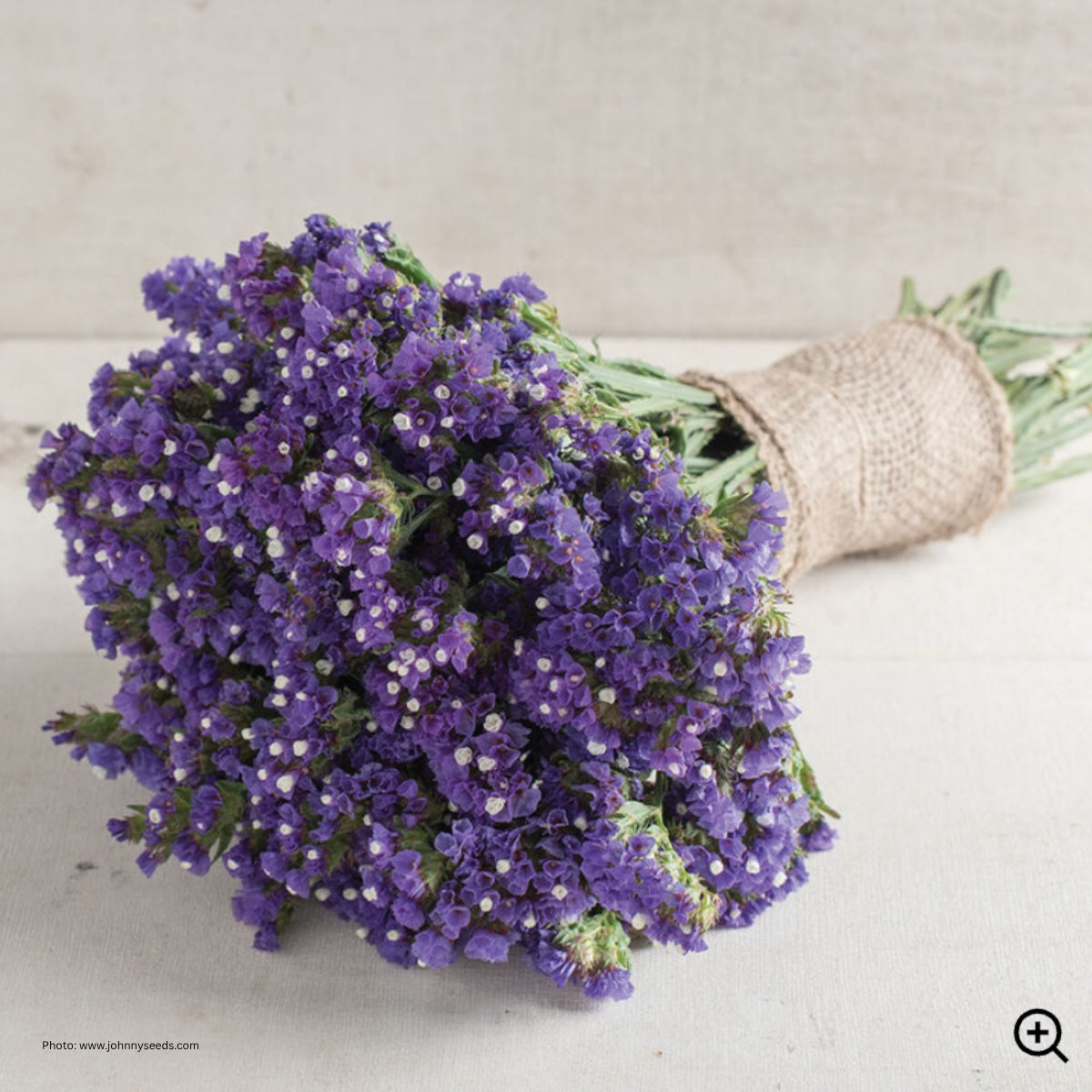 Statice 'Seeker Blue'