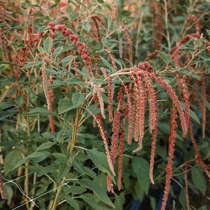 Amaranth 'Coral Fountain'
