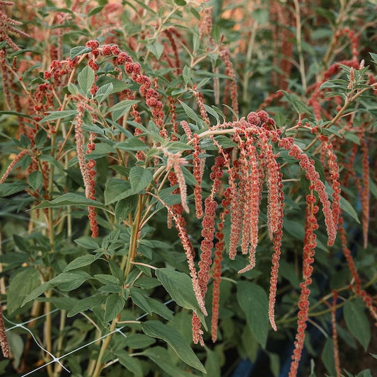 Amaranth 'Coral Fountain'