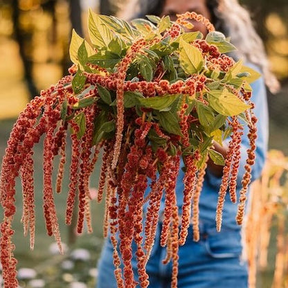 Amaranth 'Coral Fountain'