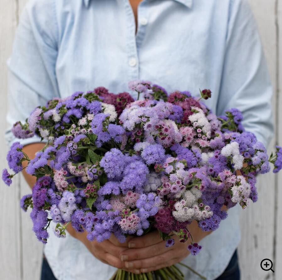 Ageratum, 'Timeless'