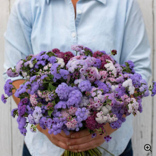 Ageratum, 'Timeless'