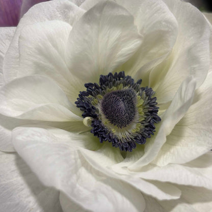 Anemone Purple Blush