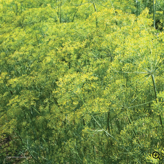 Dill, 'Bouquet'