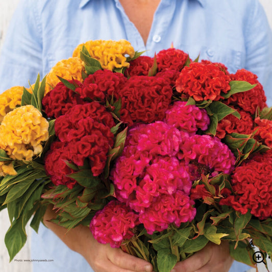 Celosia, 'Chief'