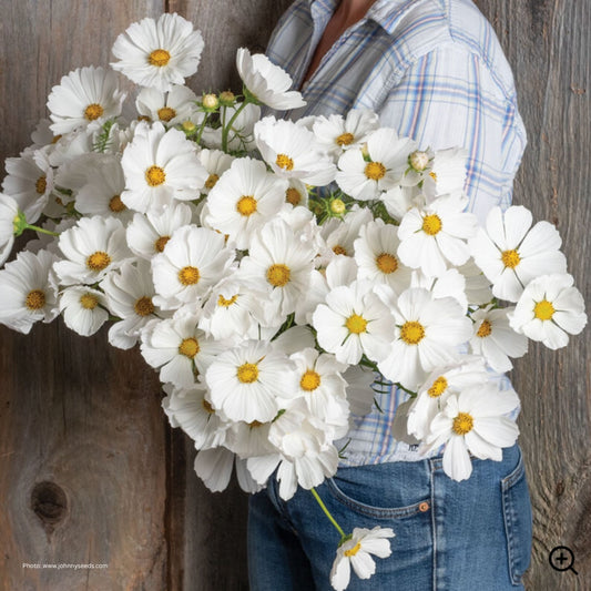 Cosmos, 'Afternoon White'
