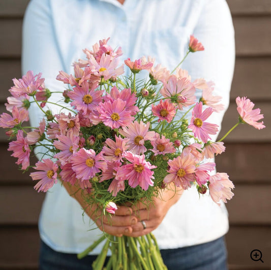 Cosmos, 'Apricotta'