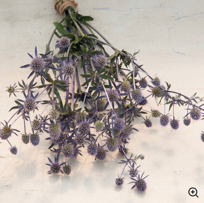 Eryngium, 'Blue Glitter'