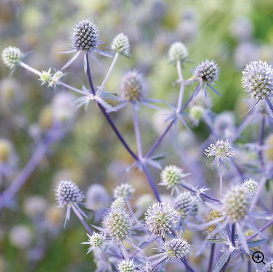Eryngium, 'Blue Glitter'