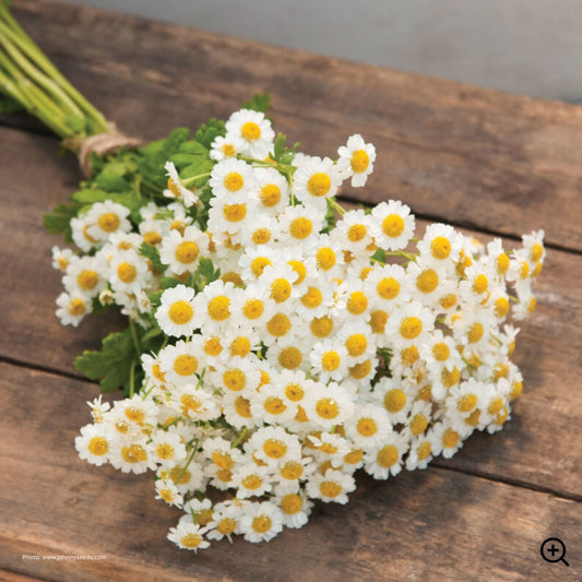 Feverfew 'Magic Single'