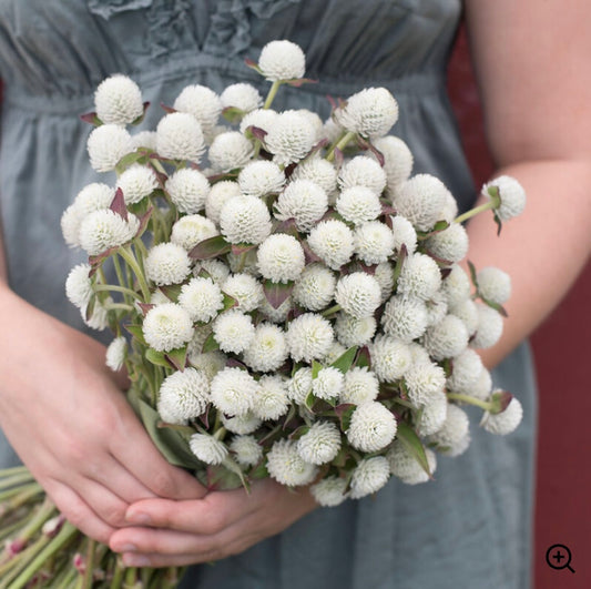 Gomphrena 'Audray White'