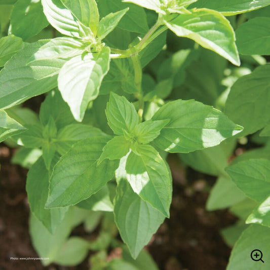 Basil 'Mrs. Burns' Lemon