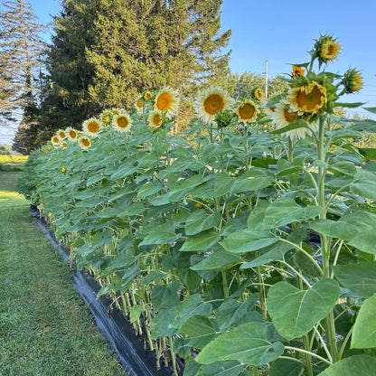 Cutting Garden Workshop