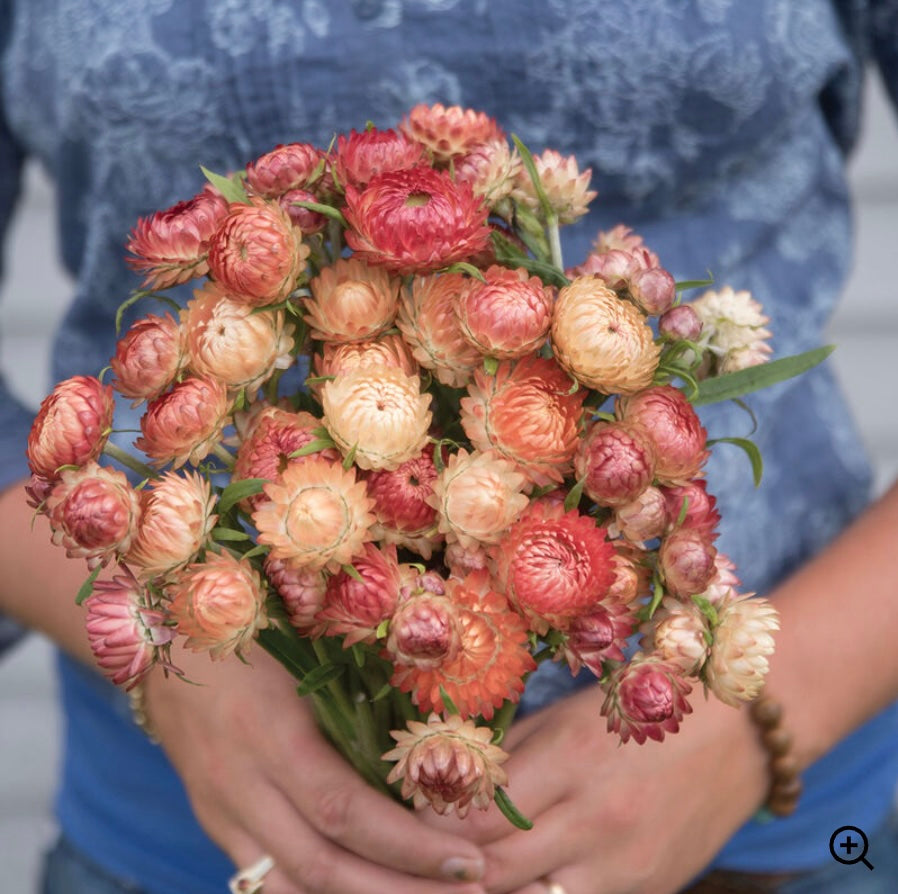 Strawflower 'Apricot Peach'